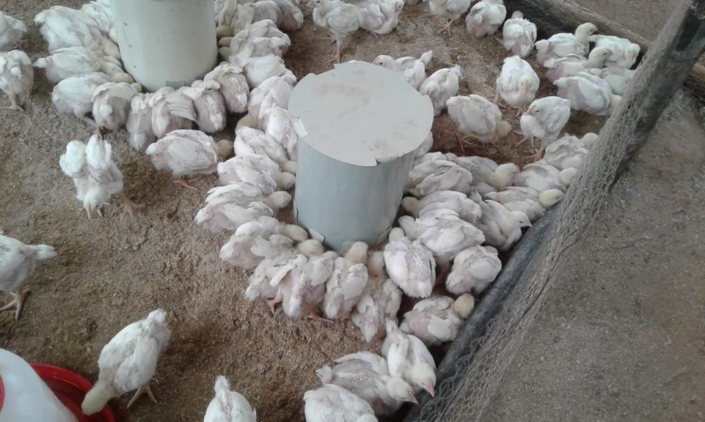 We started off with 200 broiler chicks