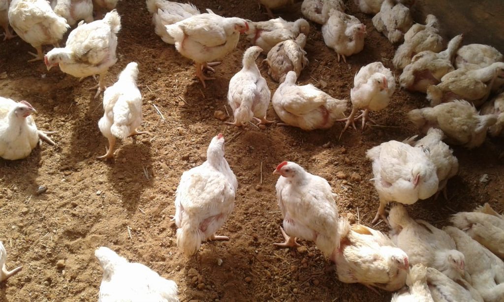 We started off with 200 broiler chicks